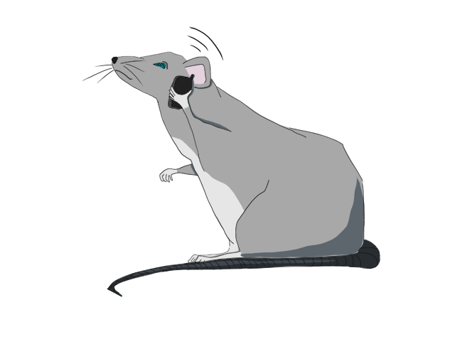 rat.png